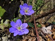 76 Hepatica nobilis (Erba trinita) sul sent.594A